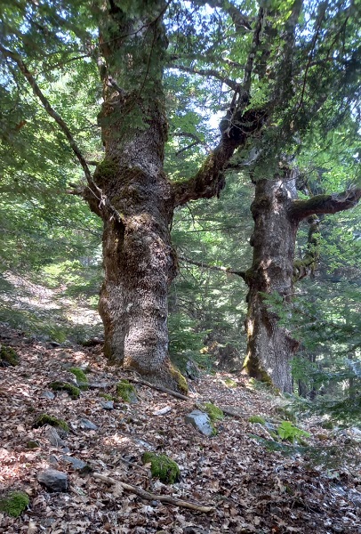 faggeta vetusta - aspromonte