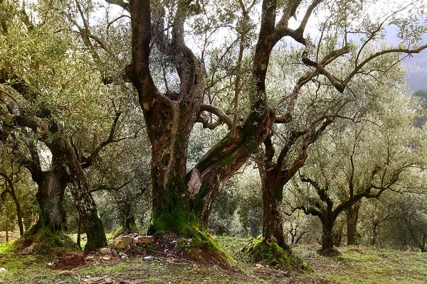 merenda oliveta