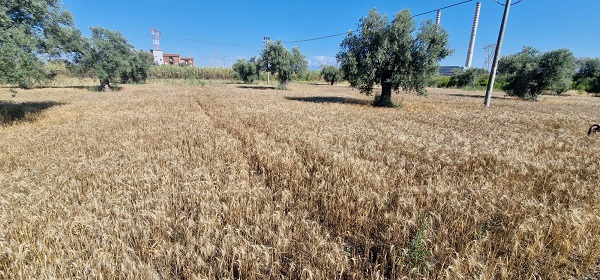 trebbiatura istituto majorana - corigliano rossano