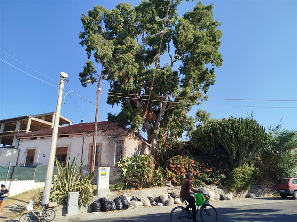 pericolo albero melito porto salvo