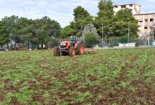 azienda agraria università mediterranea - falcomatà