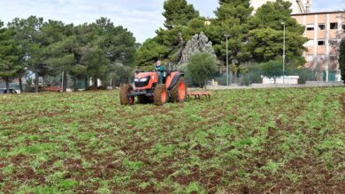 azienda agraria università mediterranea - falcomatà