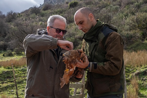 liberazione nibbio reale - parco aspromonte