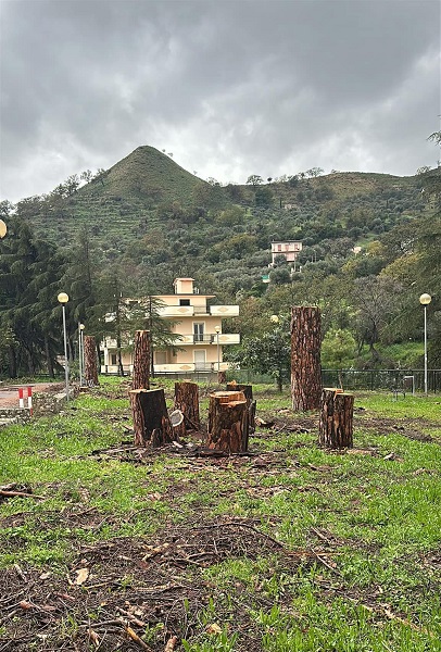 taglio alberi - gioiosa jonica