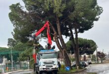 taglio alberi - gioiosa jonica