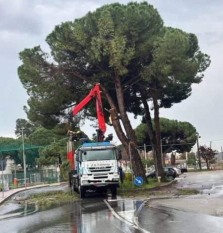 taglio alberi - gioiosa jonica